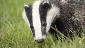 Why are Badgers protected